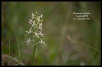 Platanthera-bifolia14