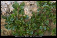 Rhamnus-pumila2