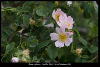 Rosa-stylosa