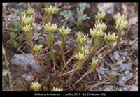 Sedum-ochroleucum