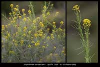 Sisymbrium-austriacum