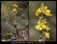 Verbascum-phlomoides2