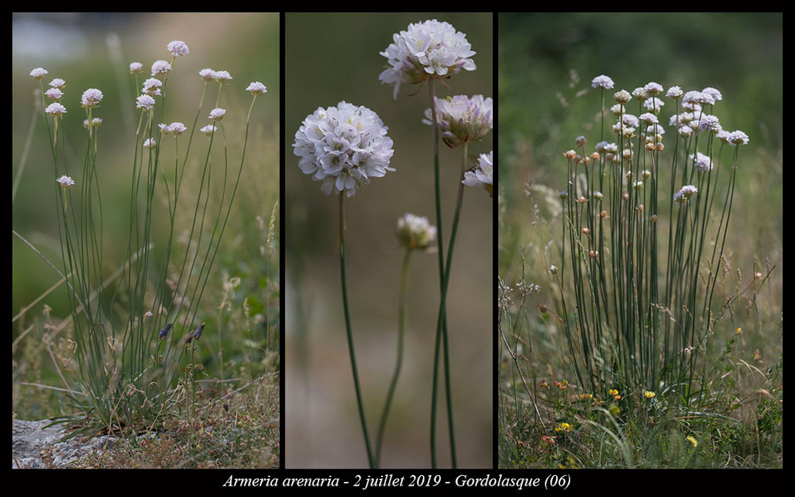 Armeria-arenaria8