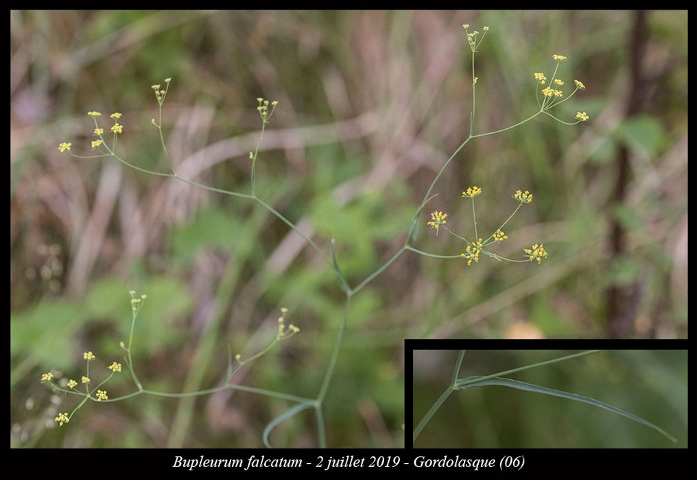 Bupleurum-falcatum6