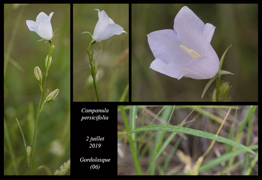 Campanula-persicifolia2