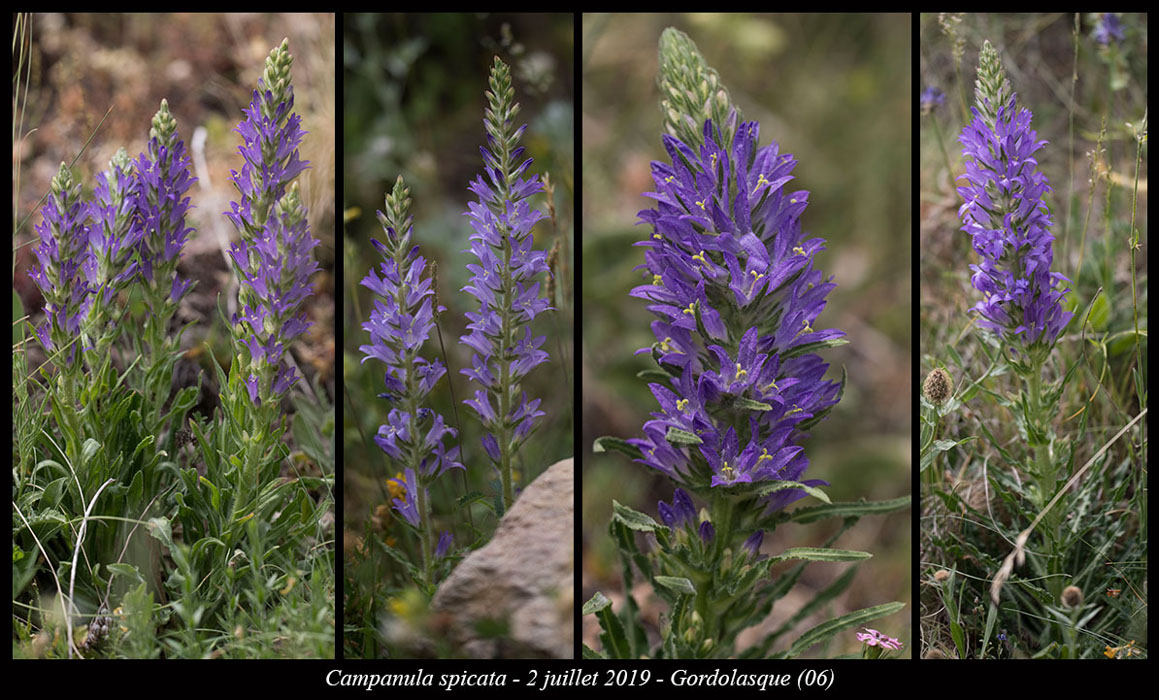 Campanula-spicata8