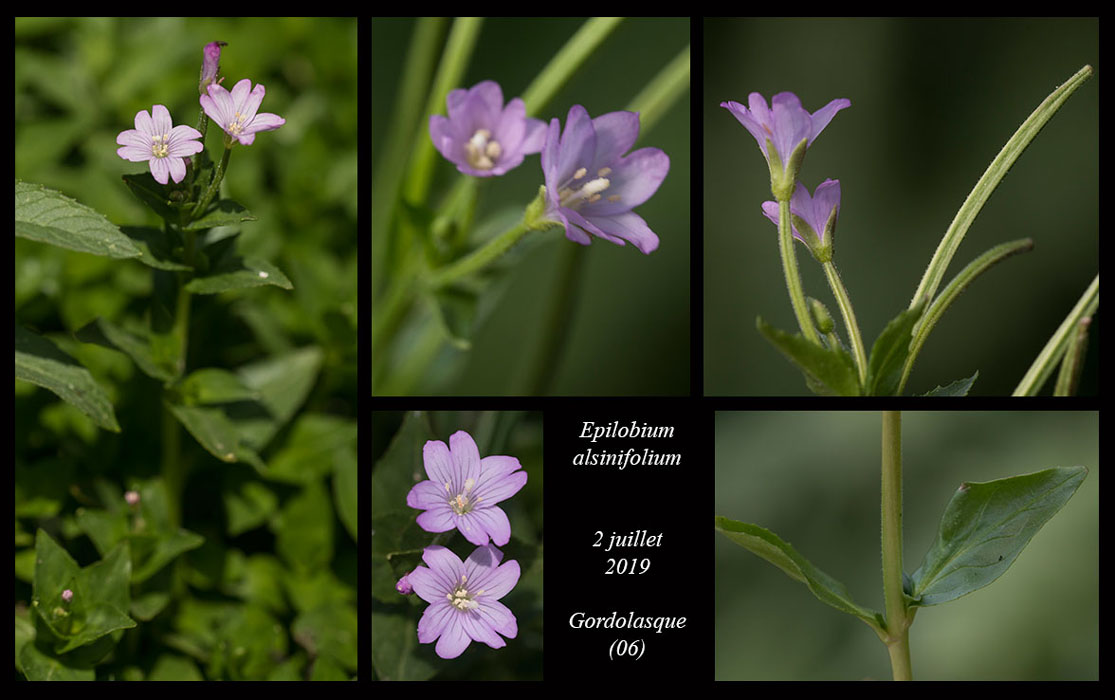 Epilobium-alsinifolium7