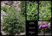 Cirsium-alsophilum4jpg