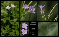 Epilobium-alsinifolium7