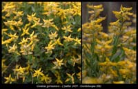 Genista-germanica2