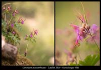 Geranium-macrorrhizum4