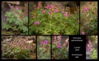Geranium-macrorrhizum5