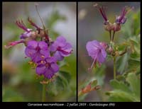 Geranium-macrorrhizum6