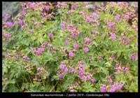 Geranium-macrorrhizum7