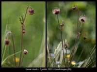 Geum-rivale3