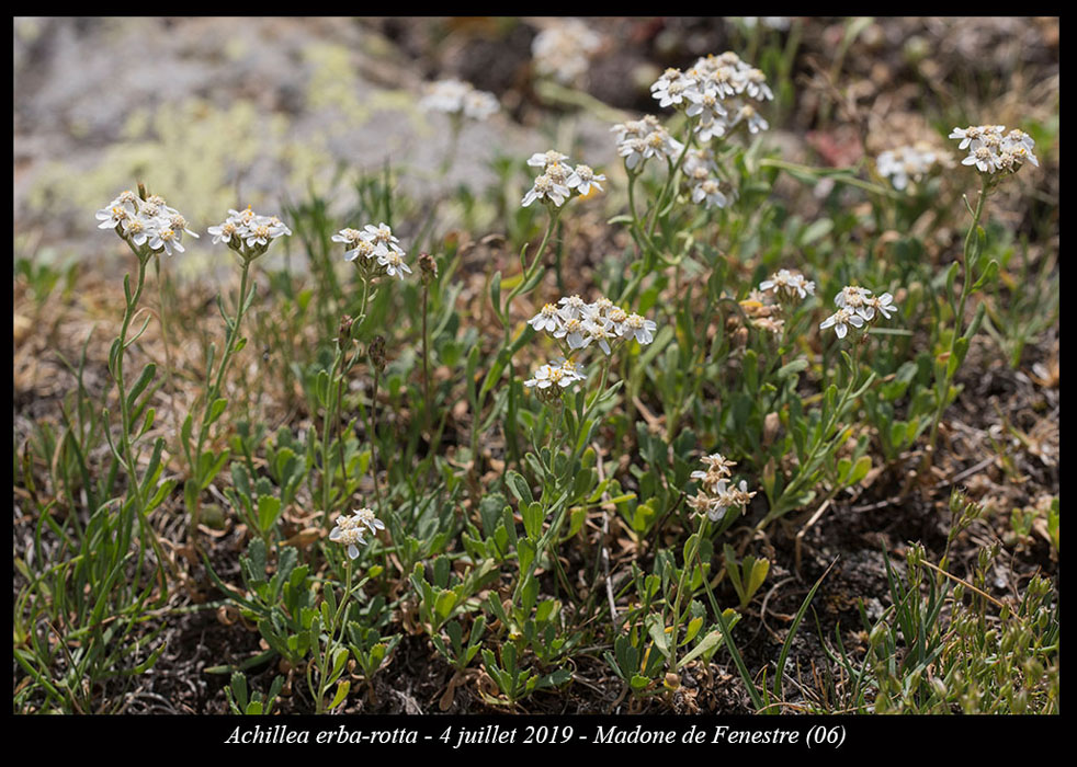 Achillea-erba-rotta6