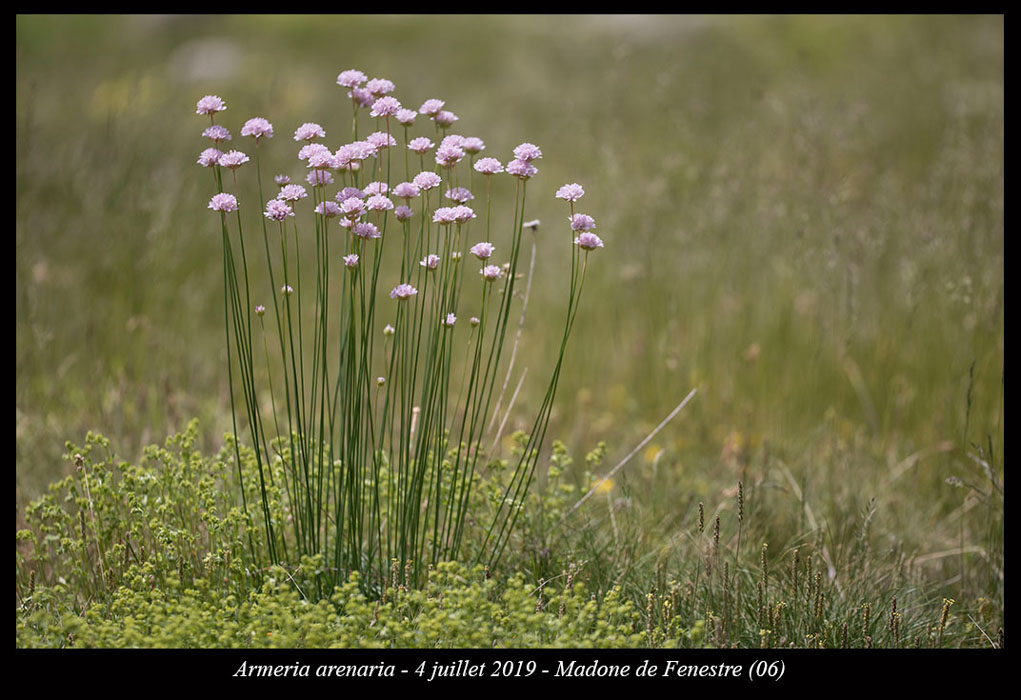 Armeria-arenaria9