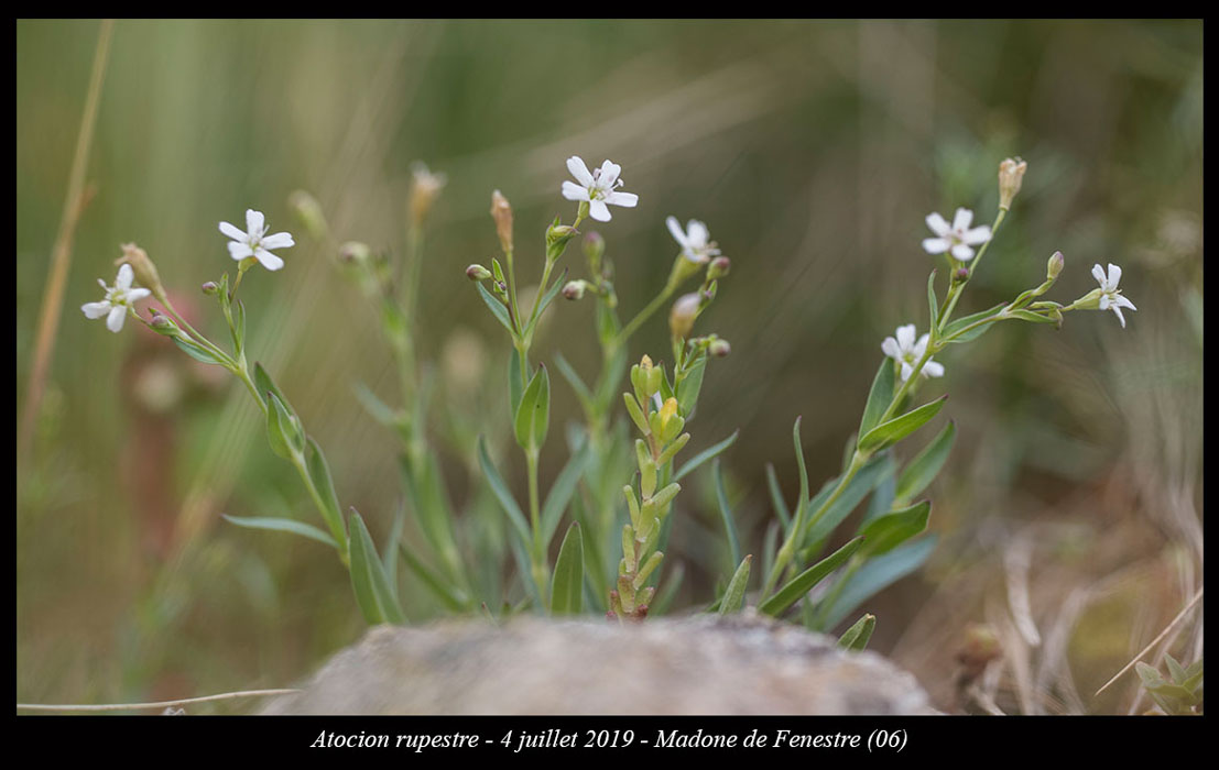 Atocion-rupestre6