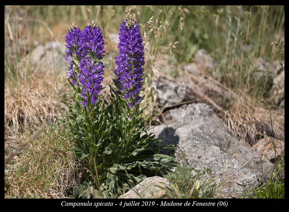 Campanula-spicata9