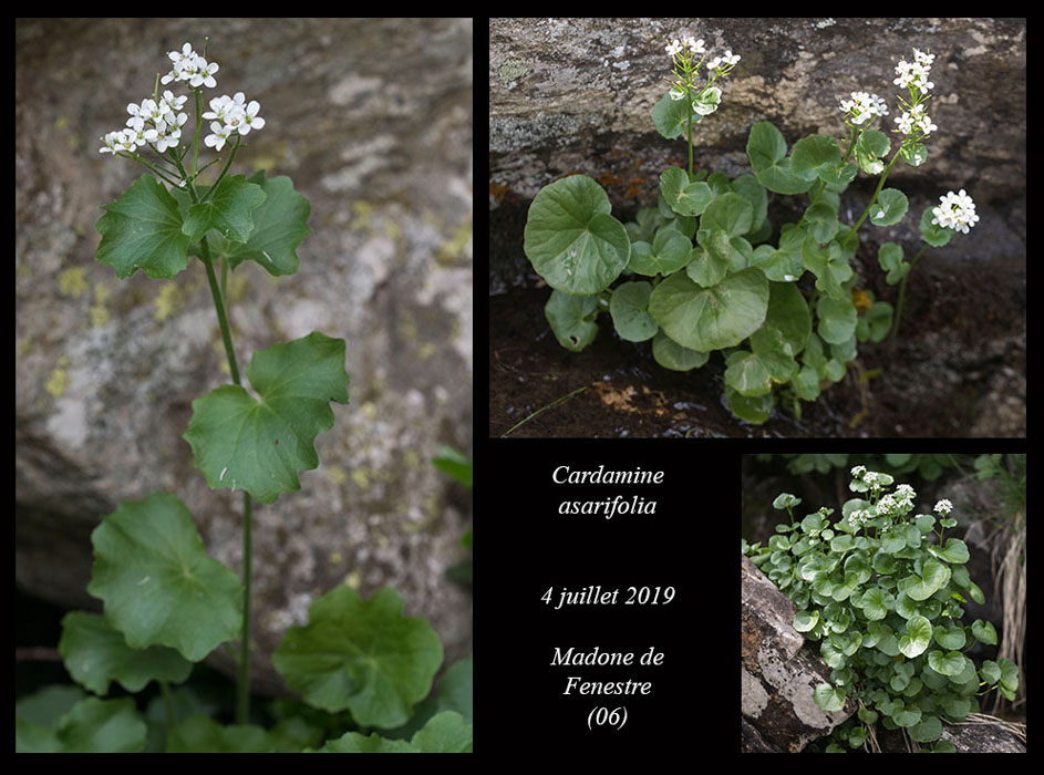 Cardamine-asarifolia5