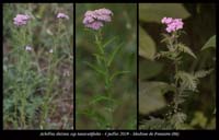 Achillea-distans-ssp-tanacetifolia4