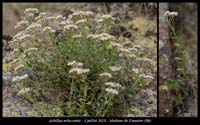 Achillea-erba-rotta7