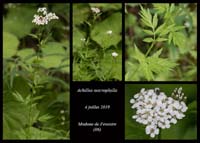 Achillea-macrophylla5