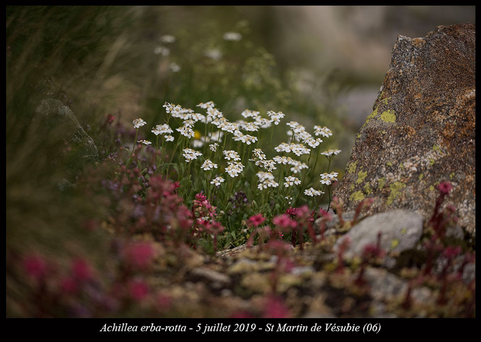 Achillea-erba-rotta3