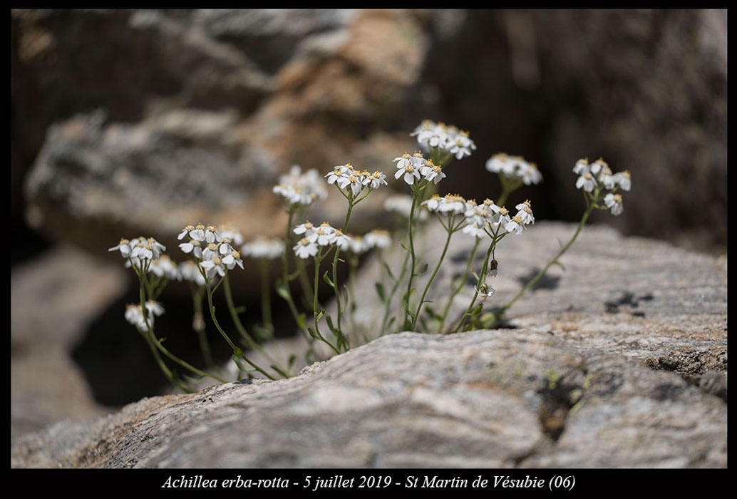 Achillea-erba-rotta8