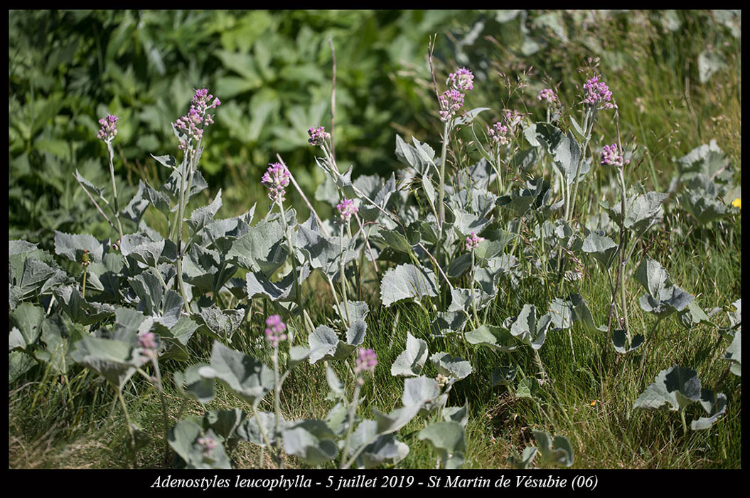 Adenostyles-leucophylla8