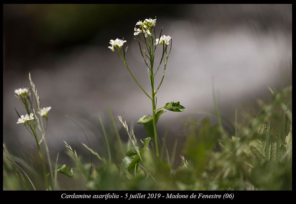 Cardamine-asarifolia7