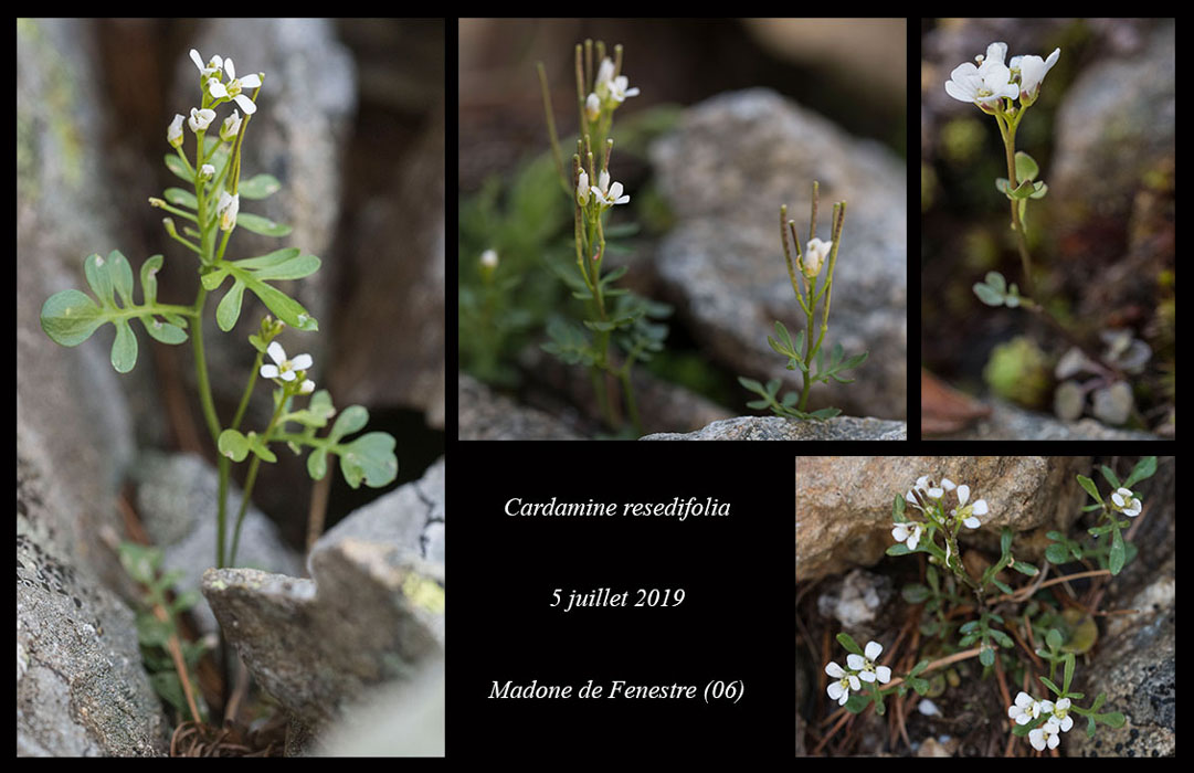 Cardamine-resedifolia