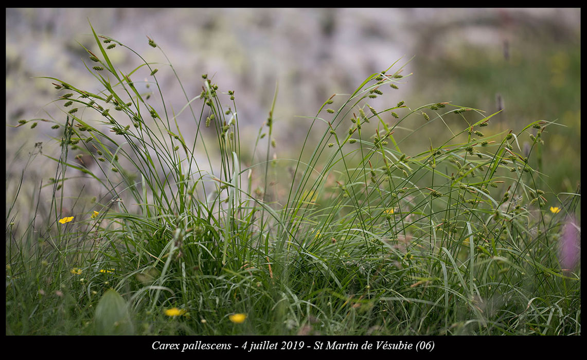 Carex-pallescens7