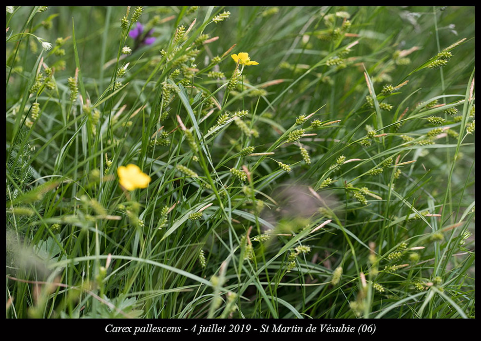 Carex-pallescens8