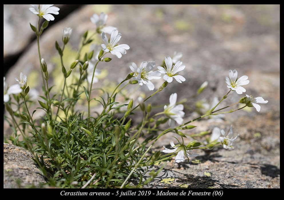 Cerastium-arvense5