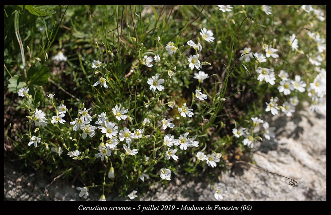 Cerastium-arvense6