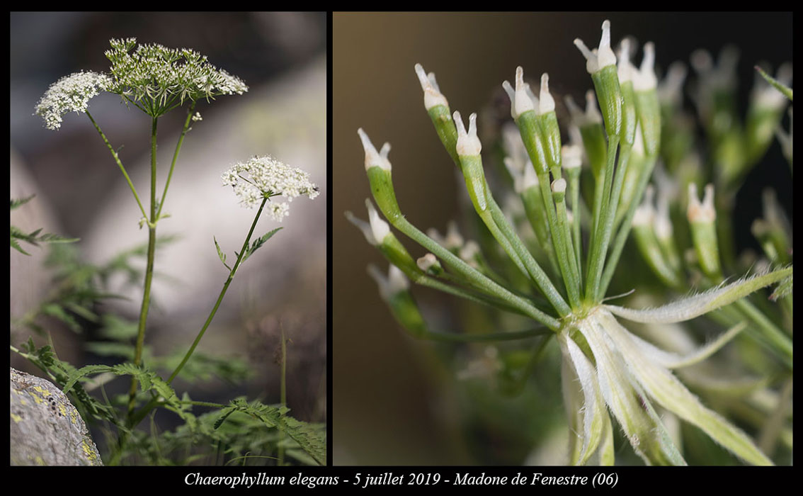 Chaerophyllum-elegans2