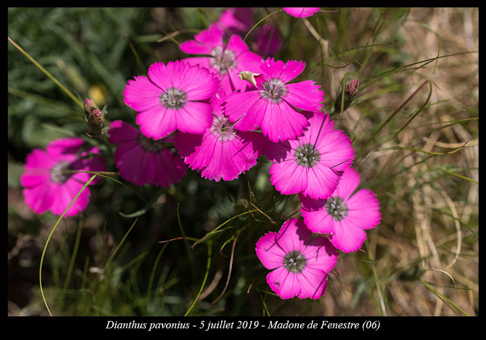 Dianthus-pavonius7