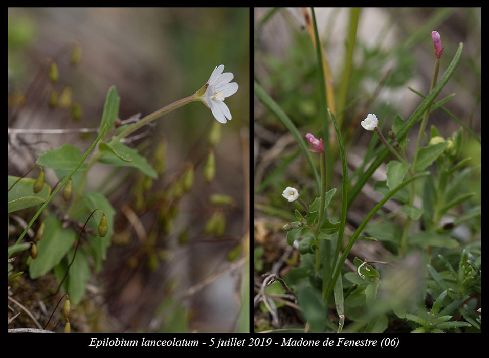 Epilobium-lanceolatum