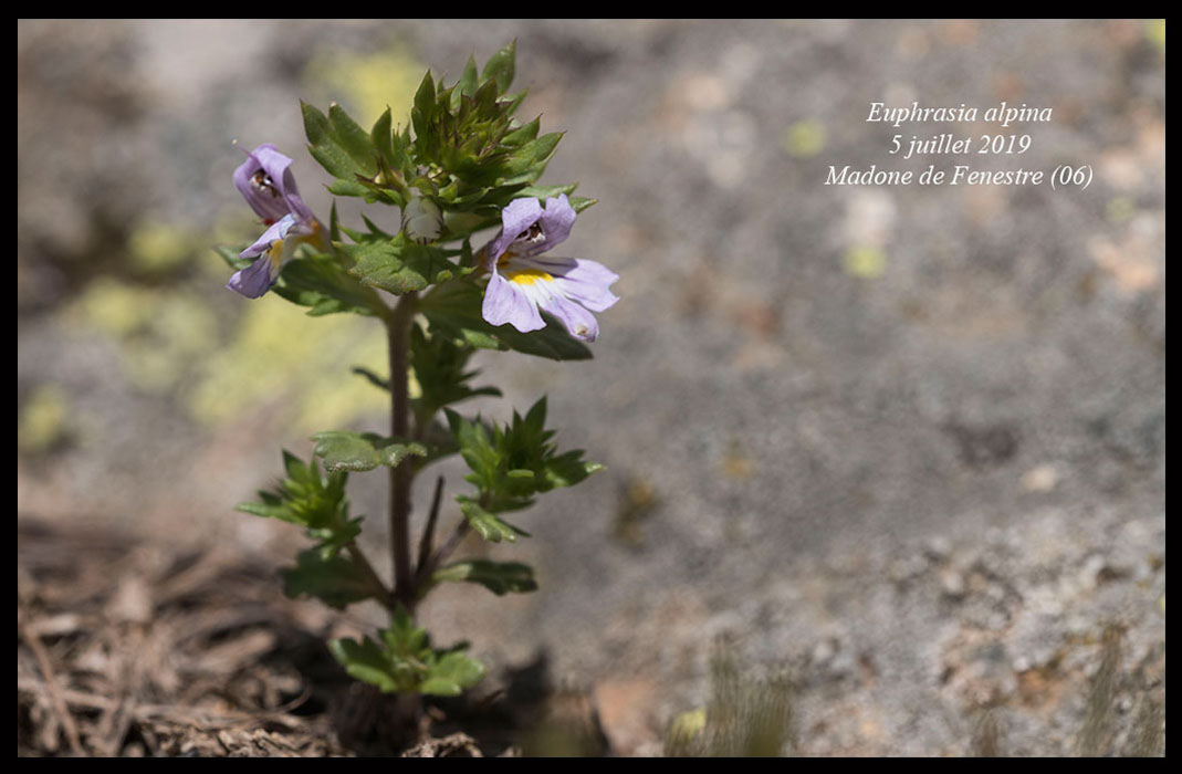 Euphrasia-alpina2