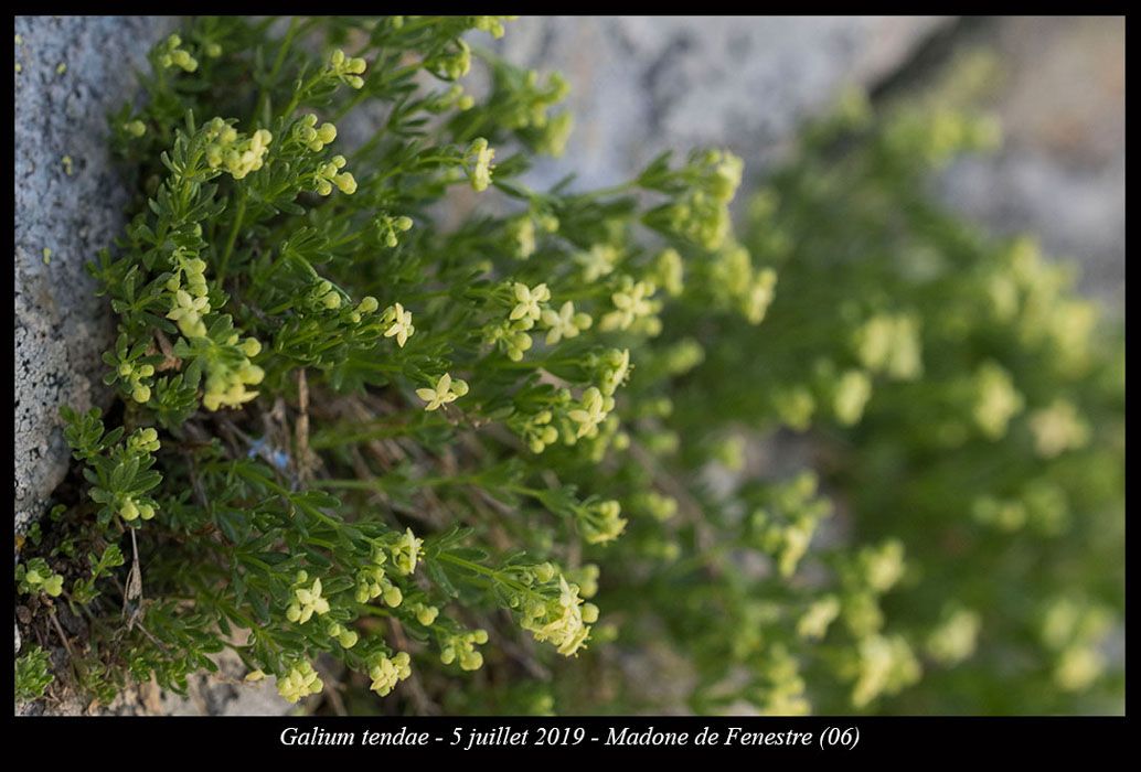 Galium-tendae4