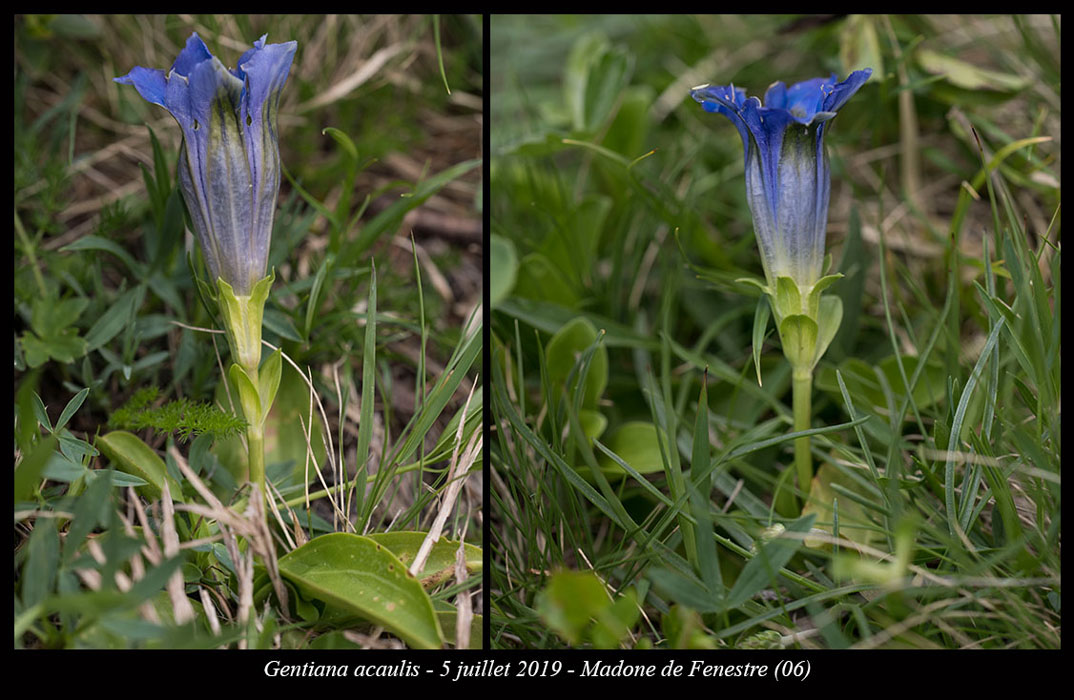 Gentiana-acaulis9