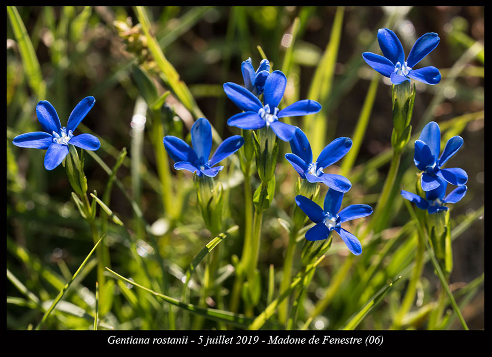 Gentiana-rostanii4