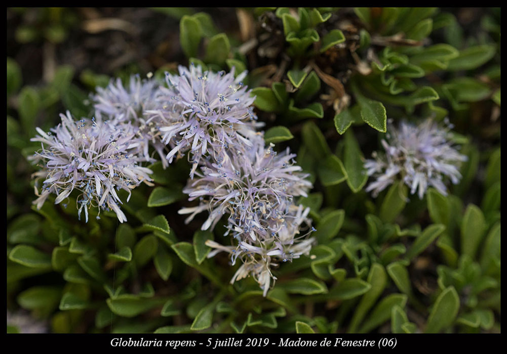 Globularia-repens4