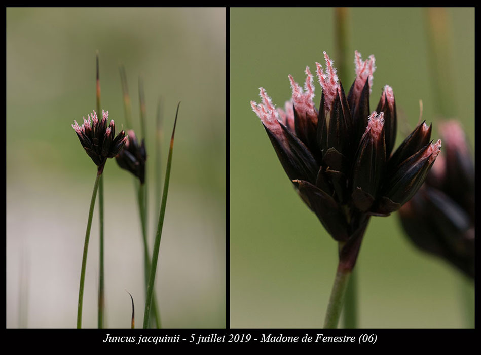 Juncus-jacquinii13