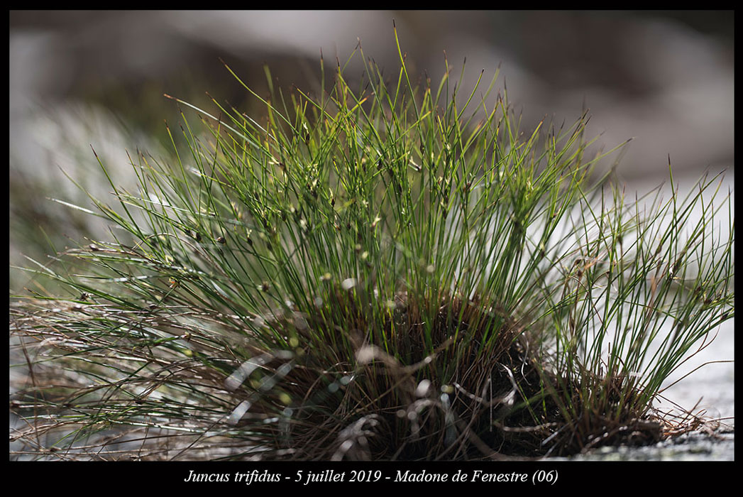 Juncus-trifidus6