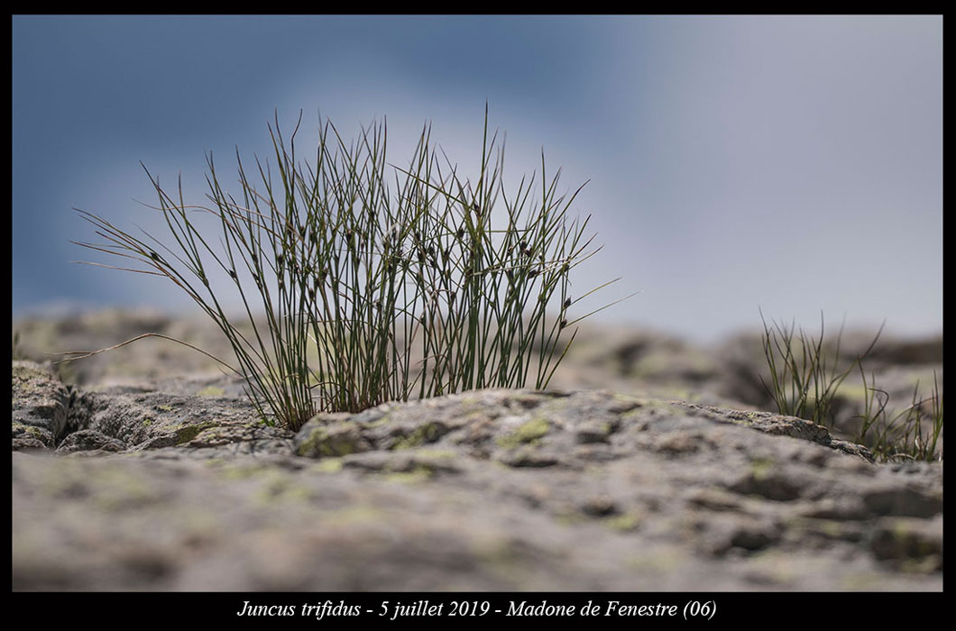 Juncus-trifidus7