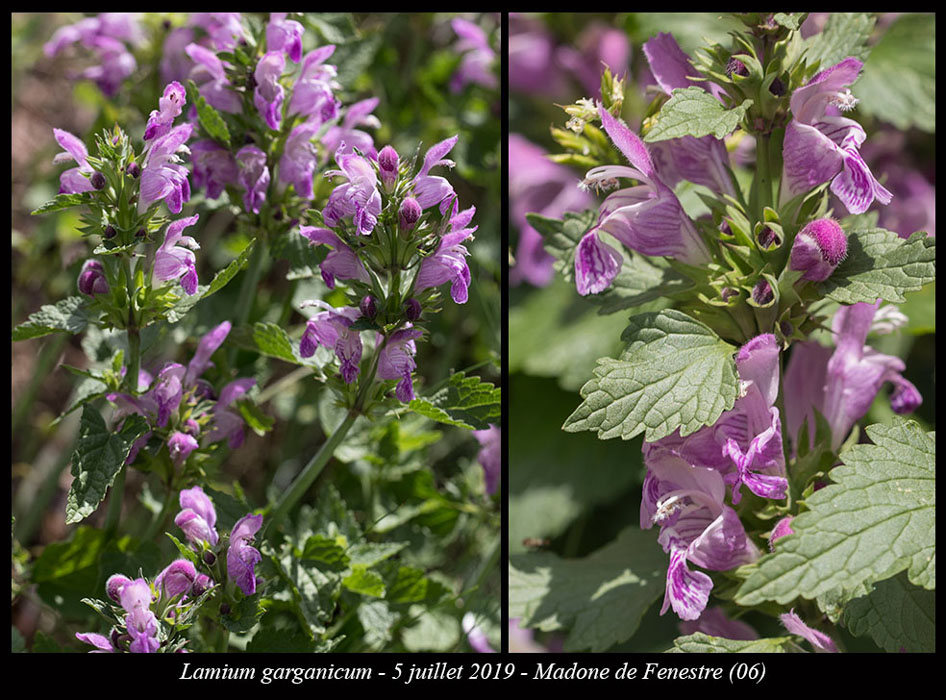 Lamium-garganicum3