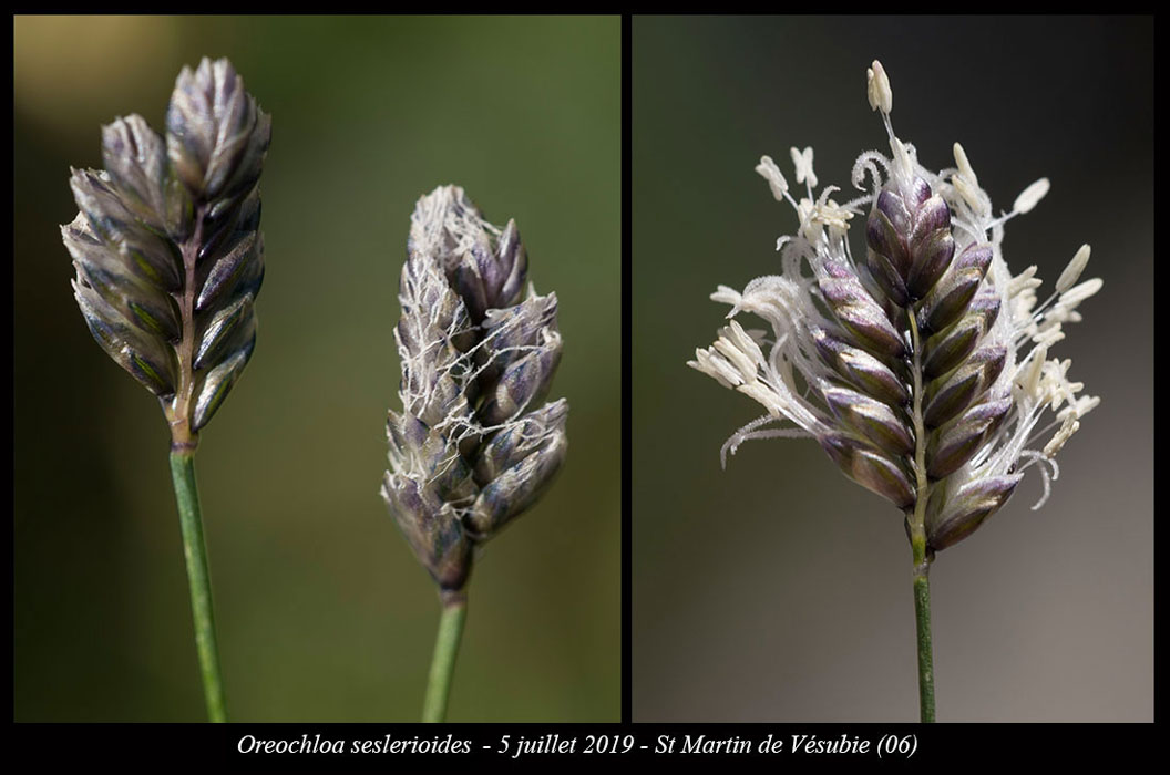 Oreochloa-seslerioides