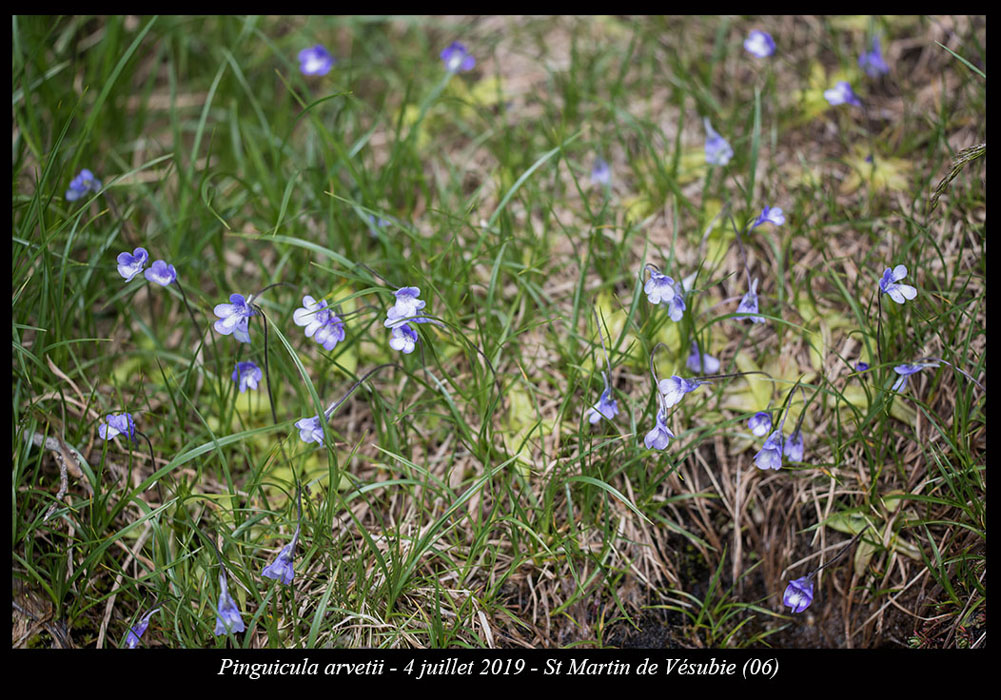 Pinguicula-arvetii18